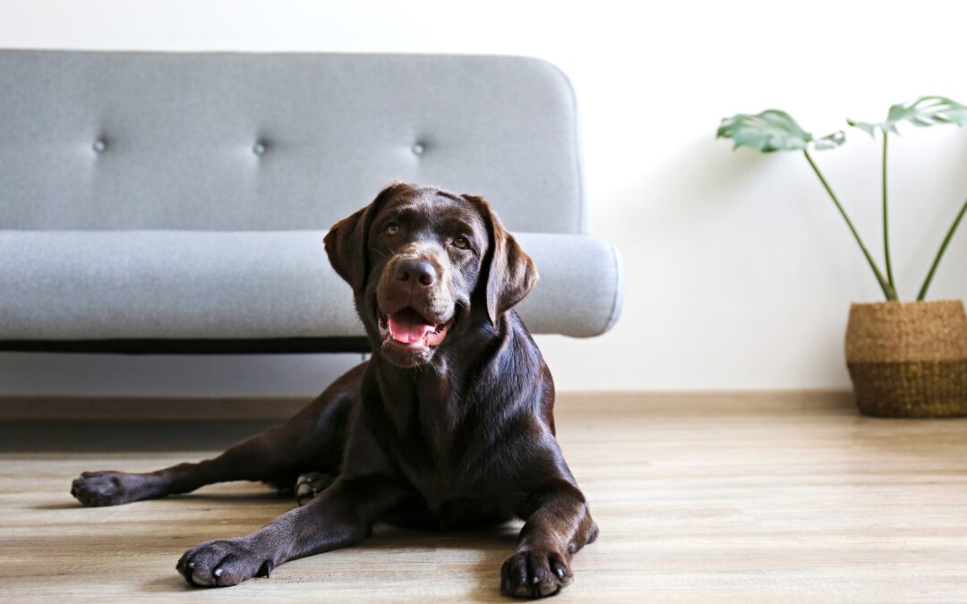 Pet-Proof Your Home: Best Hardwood Floors for Dogs and Cats